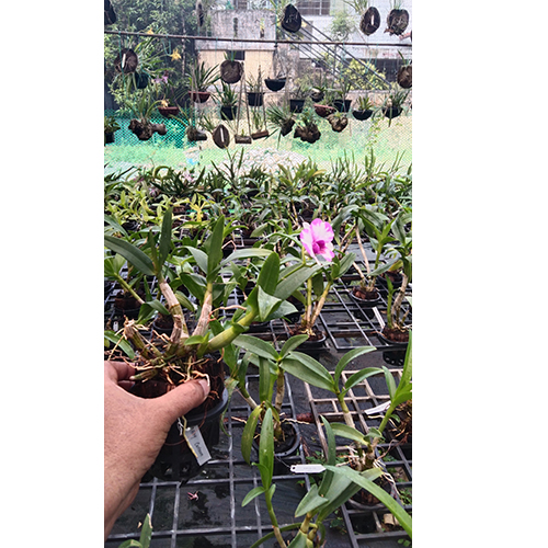 Dendrobium Airy Cartoon B S Dendrobium Airy Cartoon B S